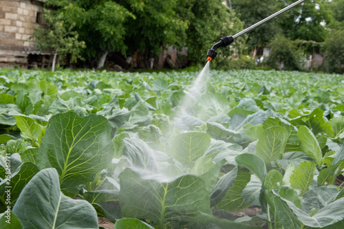 A farmer sprinkles cabbage in a vegetable garden against parasites and insects.