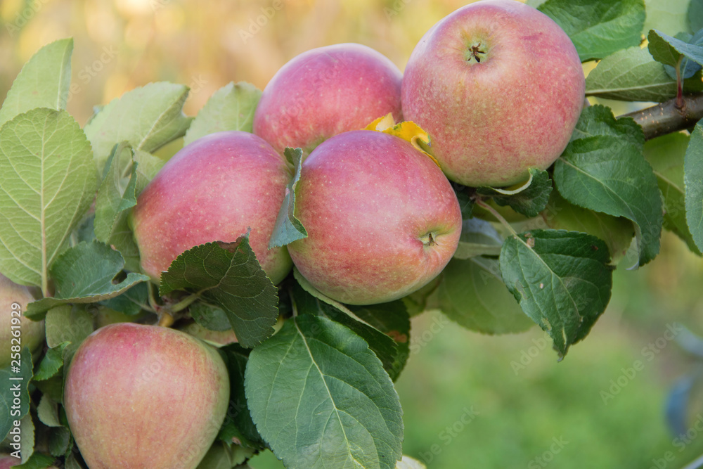 A bunch of red apples on a branch ready to be harvested A bunch of red apples on a branch ready to be harvested