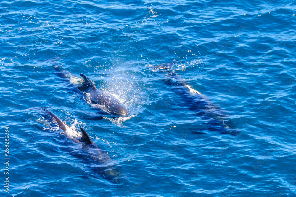 Fototapeta premium Long-Finned Pilot Whales in the Southern Atlantic Ocean