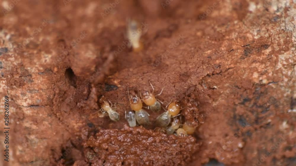 Constructions works of Termites in the dry tree. Constructions works of Termites in the dry tree.