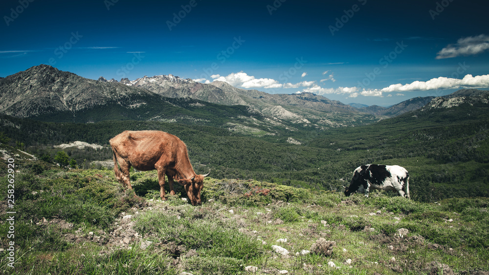Kühe in den Bergen
