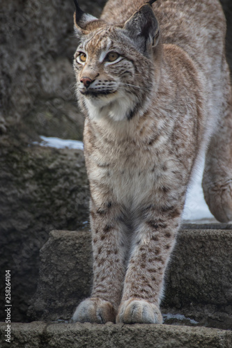 Lynx on the rock © TATIANA