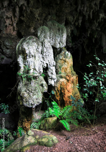 Cave formations and very rare cycad plants (Zamia decumbens) in a remote jungle cave in Toledo, Belize.