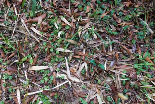 Nature forest floor foliage background