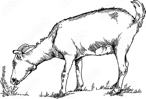 goats graze grass