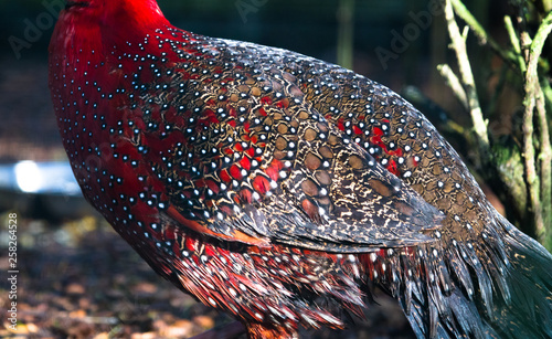 Vibrant colors in the plumage of a satyr tragopan (Tragopan satyra). photo