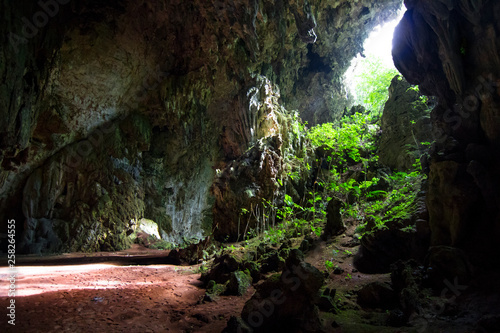 Light filters into a dark cave and illuminates the vegetation in Belize.