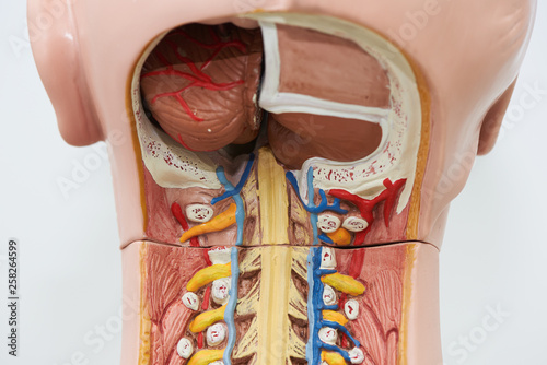 Fotografie View from the back of occipitocervical junction anatomy