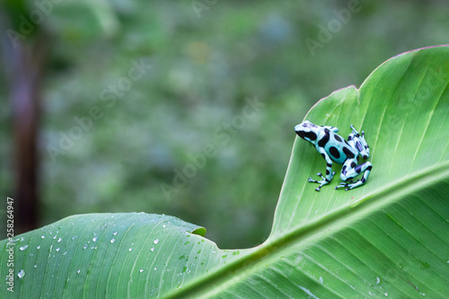 Green and black poison dart frog (Dendrobates auratus) on a banana leaf in Costa Rica.