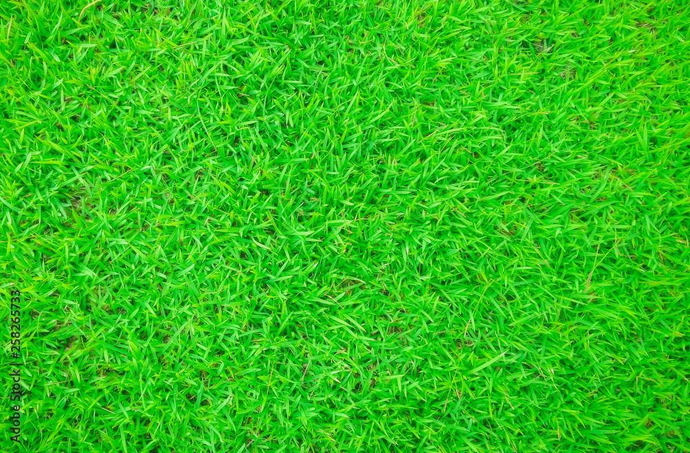 Soft focus of Green grass texture background, green grass abstract background. Soft focus of Green grass texture background, green grass abstract background.