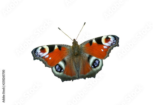 European Peacock butterfly isolated on white background photo