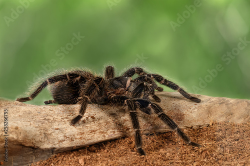 Closeup female of spider tarantula (Lasiodora parahybana) on the snag on green leaves background.