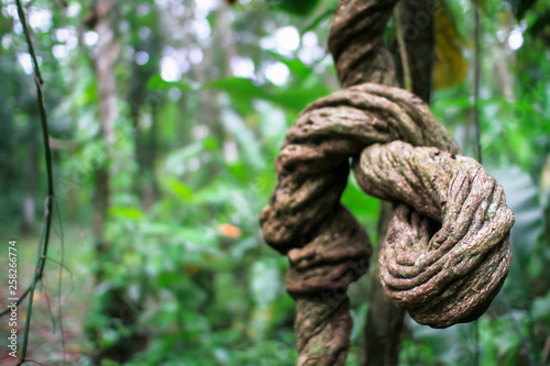 A massive liana vine twists around itself as it grows in the Costa Rican jungle.