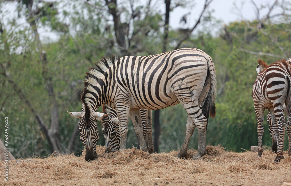 Portrait of zebra in thailand zoo. Portrait of zebra in thailand zoo.