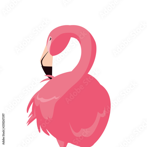 Fototapeta Naklejka Na Ścianę i Meble -  elegant flamingo bird icon