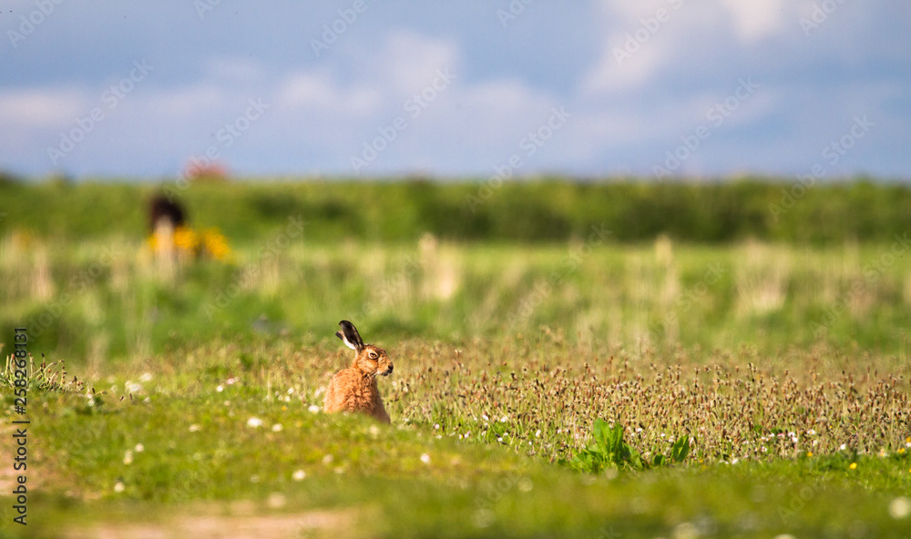 A European hare (Lepus europaeus) sits in a grassy field on a sunny day at the Loch Gruinart Nature Reserve on the island of Islay, Scotland. A European hare (Lepus europaeus) sits in a grassy field on a sunny day at the Loch Gruinart Nature Reserve on the island of Islay, Scotland.