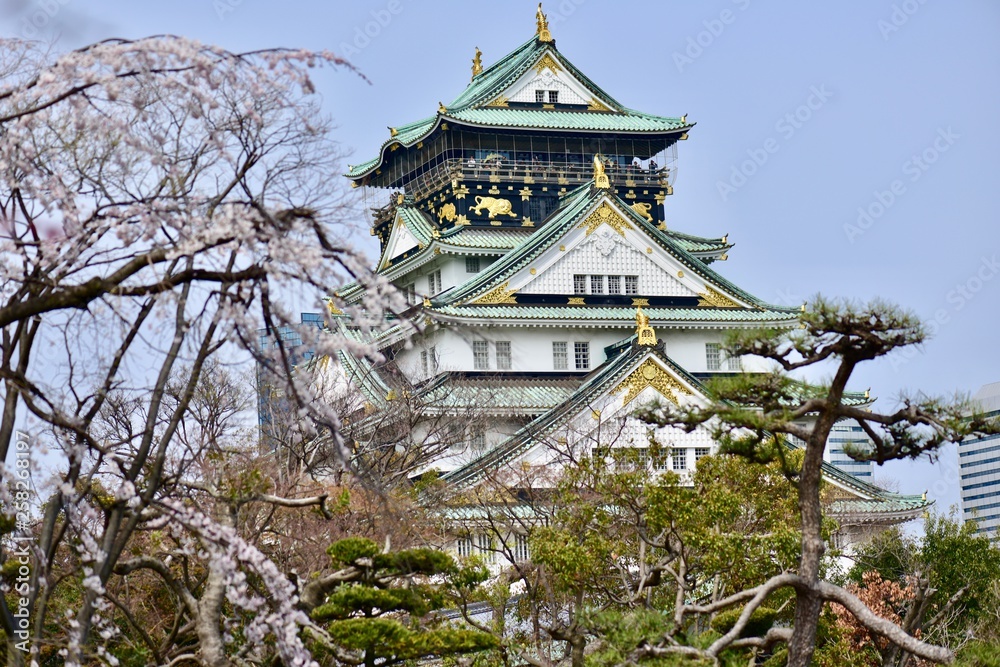 大阪城の桜の花見 大阪城の桜の花見