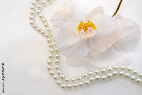 pearl and white orchid on a white glas 