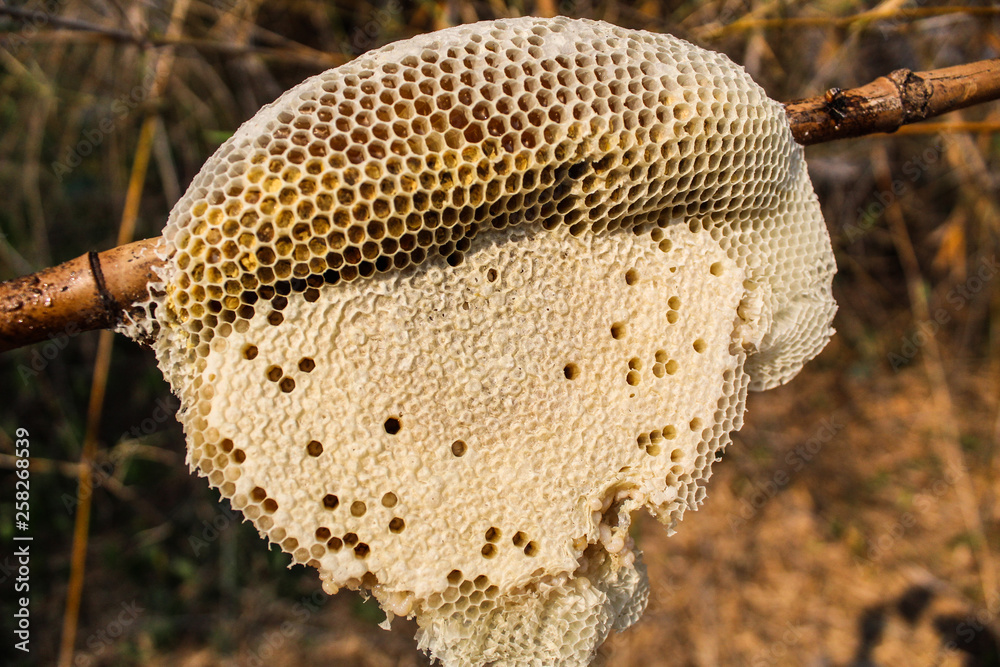 honeycomb honeycomb