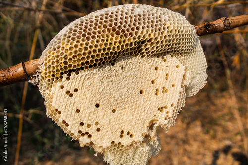 honeycomb