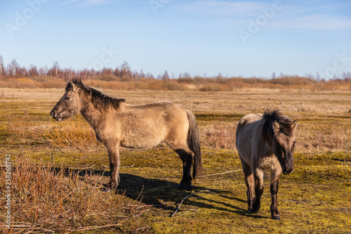 On a sunny day, wild horses graze