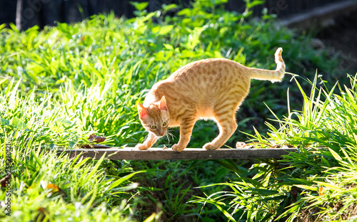 A pet cat crosses a small wooden bridge over a stream on a sunny day.