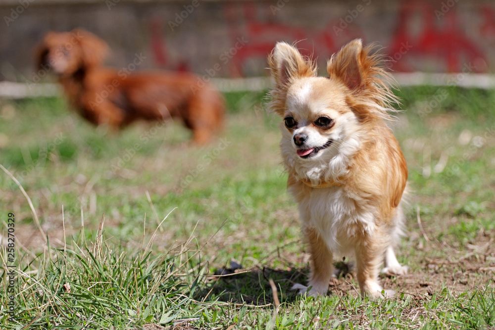CHIHUAHUA DOG. LONG HAIR CHIHUAHUA CHIHUAHUA DOG. LONG HAIR CHIHUAHUA