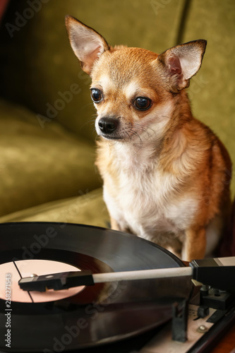 Cute funny dog near record player with vinyl disc on sofa