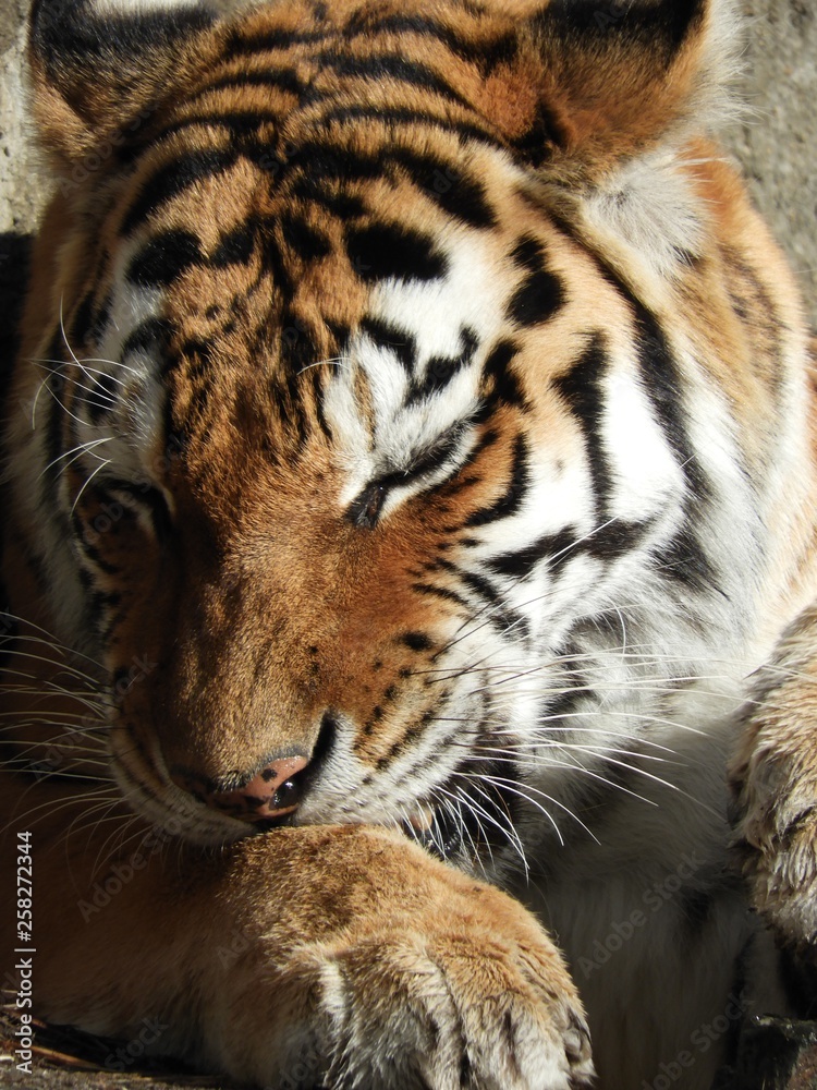 Obraz premium トラの毛繕い