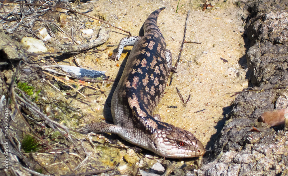 Αυτοκόλλητο An adult blotched blue-tongued skink (Tiliqua nigrolutea) in the Wilsons Promontory National Park, Victoria, Australia