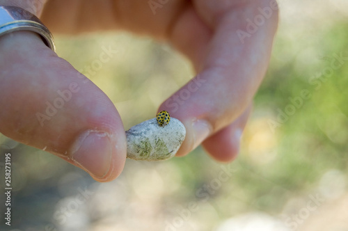 una coccinella gialla, poggiata su un sassolino photo