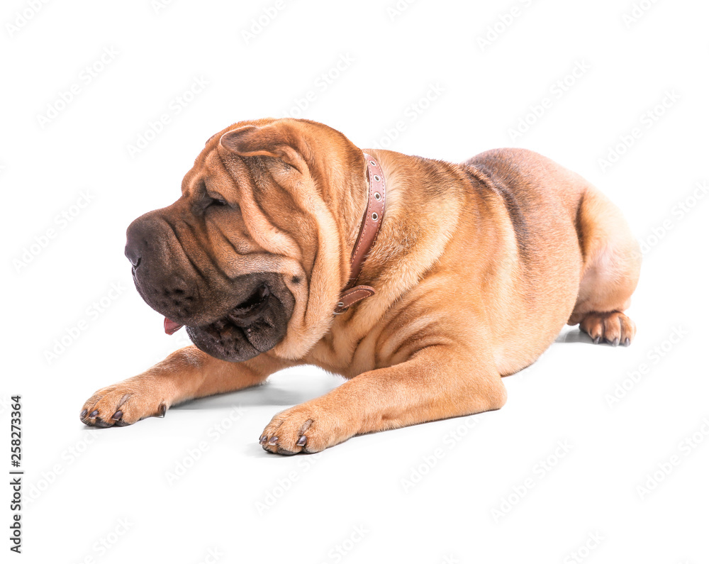Cute funny dog on white background Cute funny dog on white background