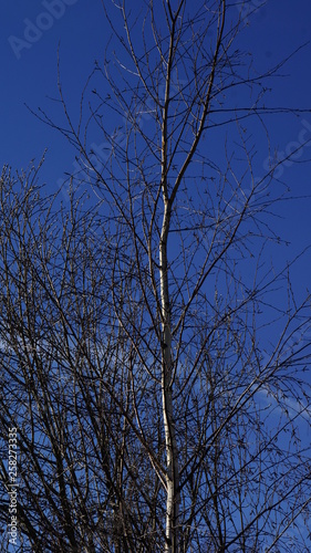 birch, spring, tree, sky, blue, branches