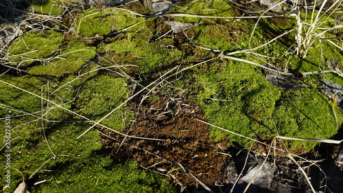 moss, spring, nature, green, foliage