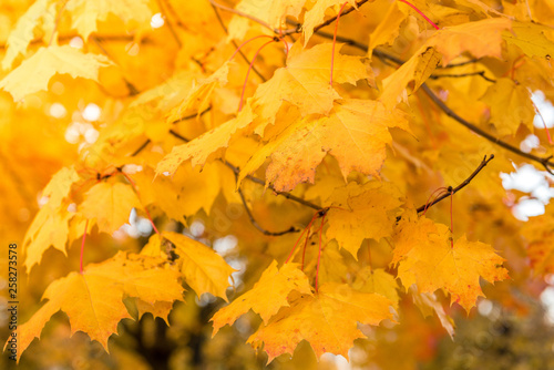 Autumn maple leaves on tree.