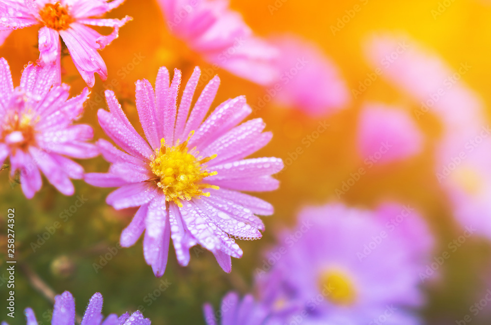 Fototapeta premium Blue daisies with drops of dew in the sunlight.