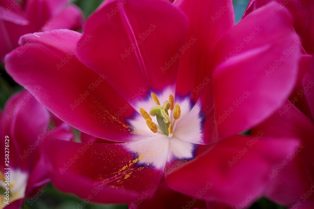 closeup of red flower tulip