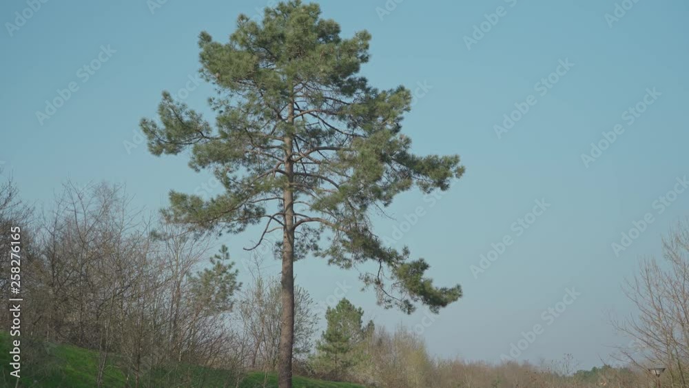 Static shot of a very tall pine tree with branches blowing in the wind on a clear sky. Static shot of a very tall pine tree with branches blowing in the wind on a clear sky.