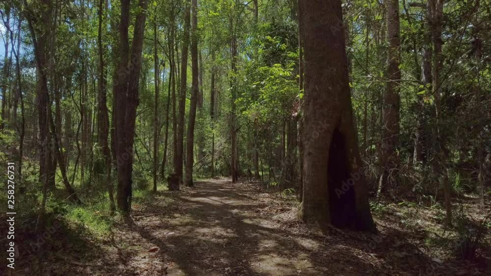 A 4k still shot of an empty trail in the sunny
forest. A 4k still shot of an empty trail in the sunny
forest.