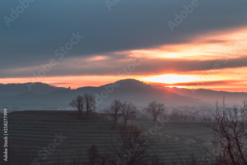 Cold misty morning in the vineyards of Italy