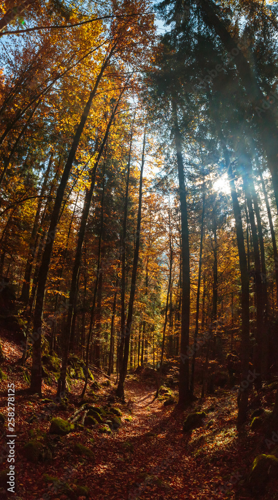 Fototapeta premium trekking path in an autumn day in the alps