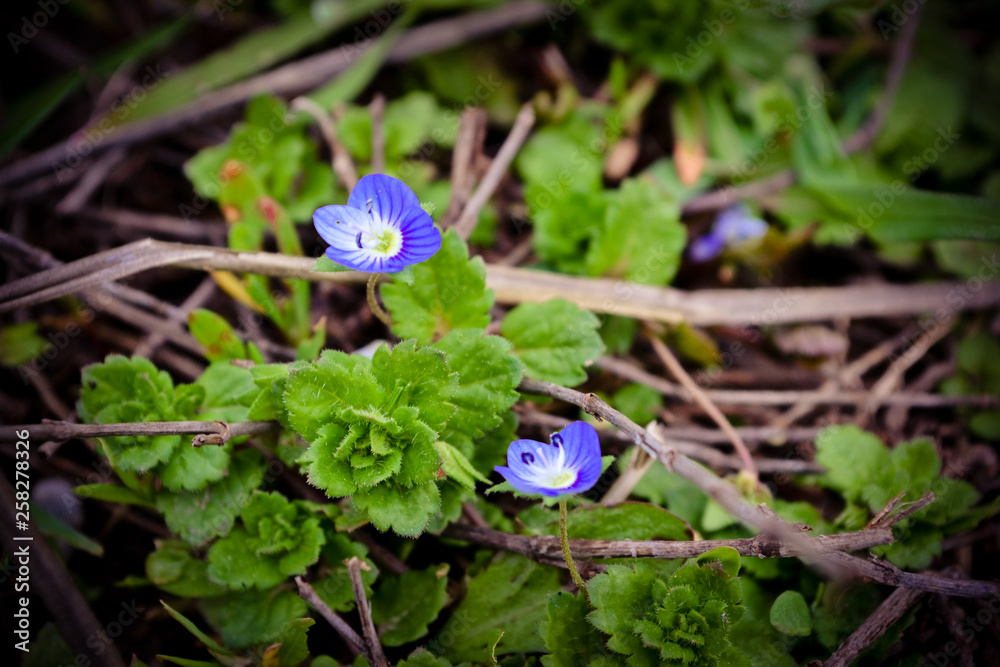 blue flowers on green background blue flowers on green background