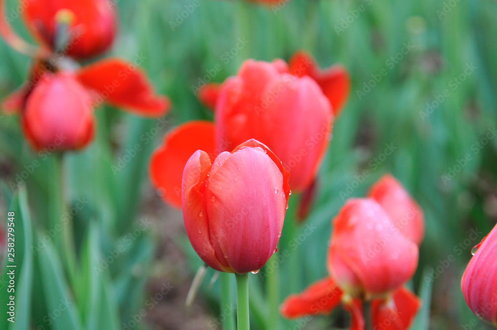 tulip in the botanical garden tulip in the botanical garden