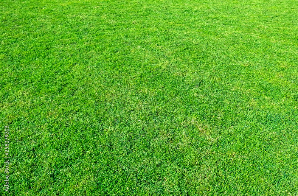 Landscape of grass field in green public park use as natural background or backdrop. Green grass texture from a field.