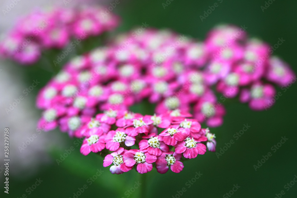 Delicate pink yarrow flowers (Achillea millefolium) in Victoria, Australia. Delicate pink yarrow flowers (Achillea millefolium) in Victoria, Australia.