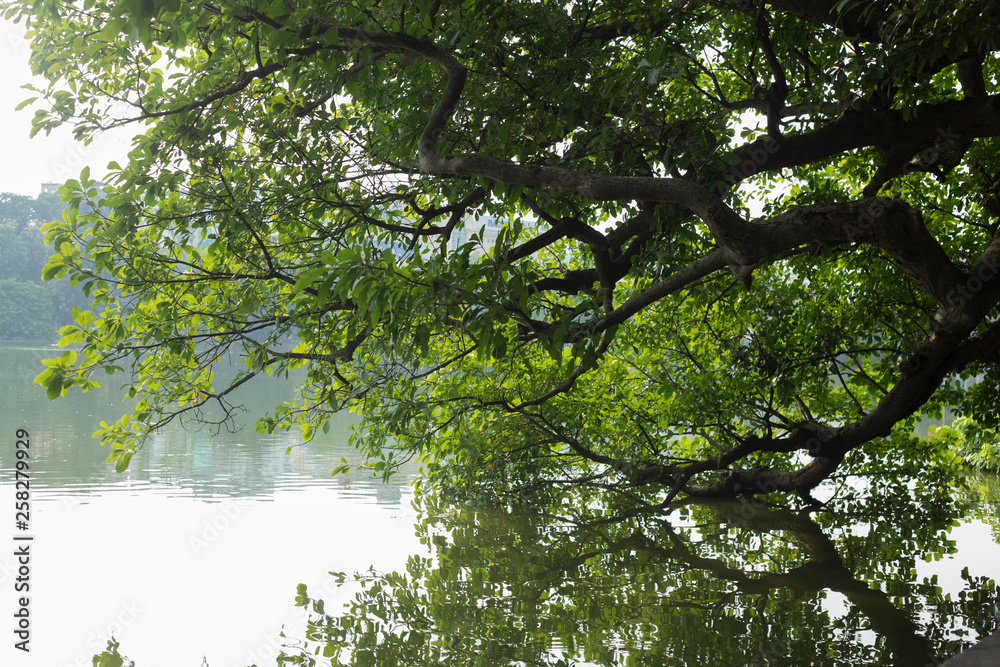 Leafy tree in Hoàn Kièm lake in Hanoi Vietnam