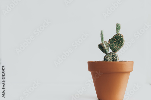  cactus in orange ceramic  pot. Minimal lifestyle concept. Trendy image