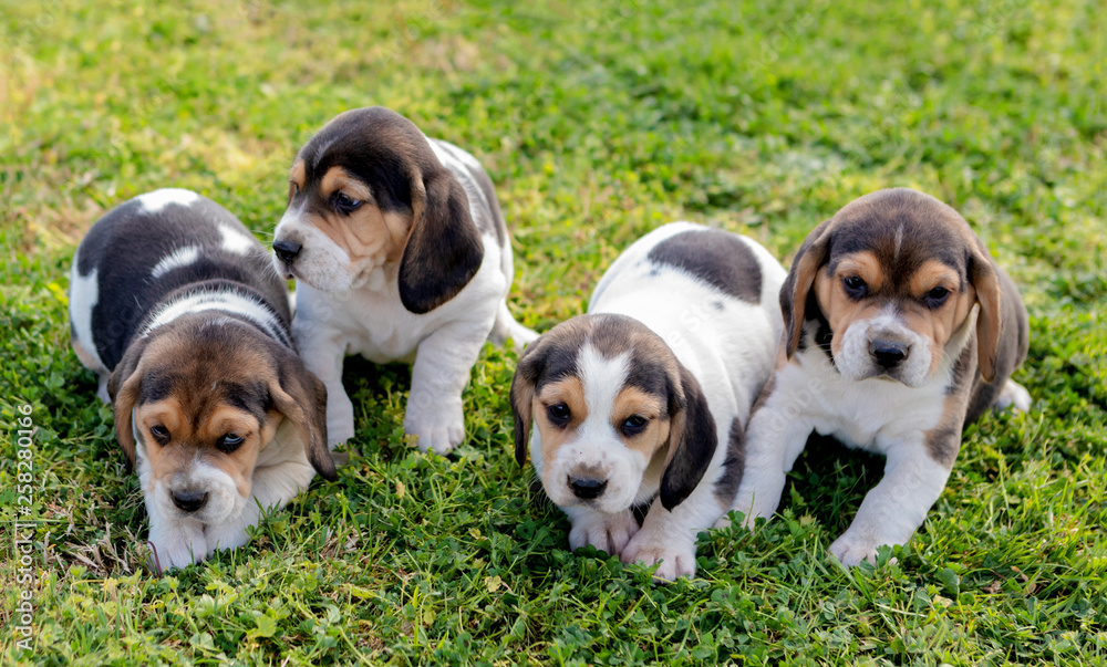 Four beautiful puppies on the grass