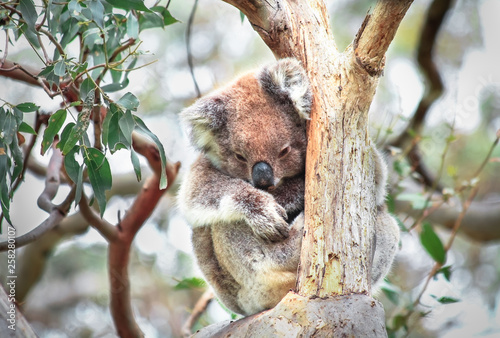 An adult koala (Phascolarctos cinereus) in a eucalyptus tree in the Great Otway National Park, Victoria, Australia. photo