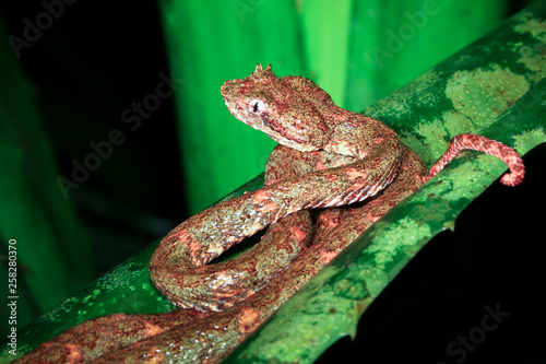 An eyelash viper (Bothriechis schlegelii) sits on a leaf at night in Tortuguero National Park, Costa Rica. photo